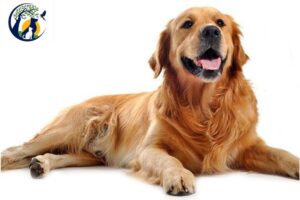 Wonderful Dog Breeds 