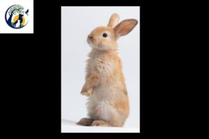 unveiling the delicate balance in rabbits