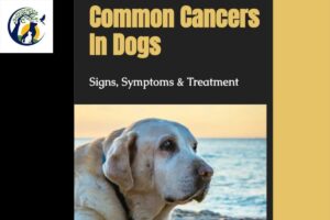 Caring for a pet with cancer 