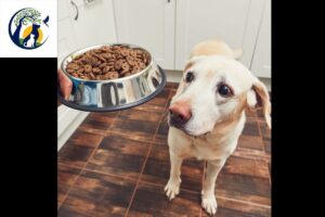 Homemade pet foods 