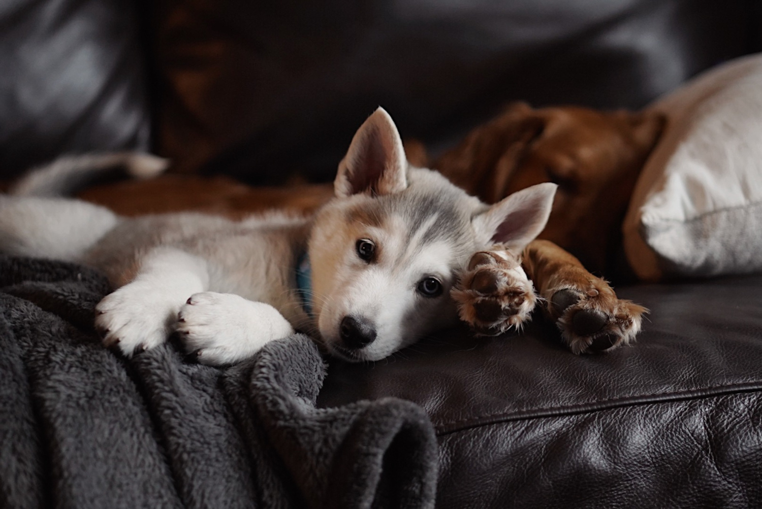 pet sleeping space